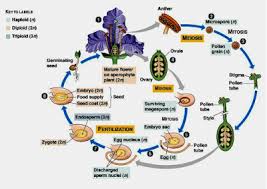 We did not find results for: Metagenesis Pengertian Proses Contoh Dan Penjelasan