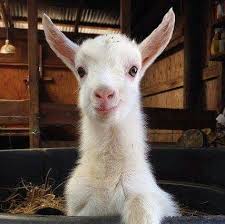 Definition of cabrita in the definitions.net dictionary. Tan Linda Cabrita Cabras Filhote Cabritinhos Cabrito