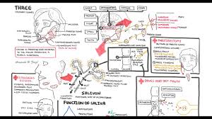 Salivary Glands Anatomy And Physiology