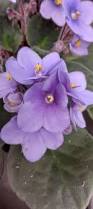Image result for Streptocarpus sp.nov. aff. S. grandis