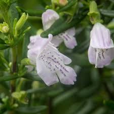 Image result for Eulophia calantha