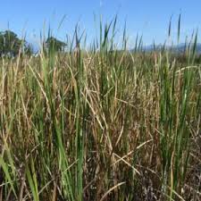 Image result for Typha capensis