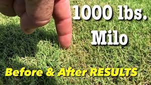 Easter (this should be after the turf comes out of dormancy): Milorganite Fertilizer Before After 1000 Pound Application Bermuda Grass Update Youtube