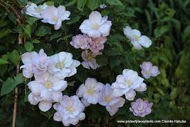 Pin On Japanese Clematis Favorites Of Popp