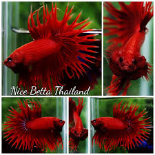 Crowntail Super Red Breeding Betta Fish Betta Fish Betta