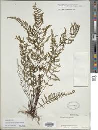 Image result for Actiniopteris pauciloba