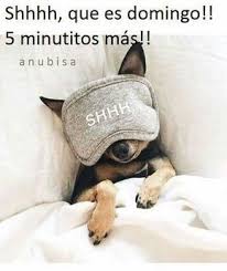 Mensaje Positivo archivos - Imagenes Romanticas | Cute dogs, Cute animals,  Funny animals