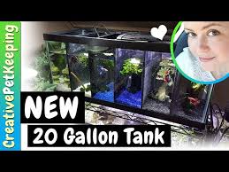 The center section will hold the heater and filter intake tube, while the other two sections. Divided Betta Tank Aquatic Videos