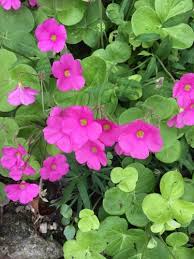 Image result for Oxalis anthelmintica