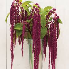 Image result for Amaranthus