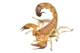 Scorpion Identification and Control in Utah