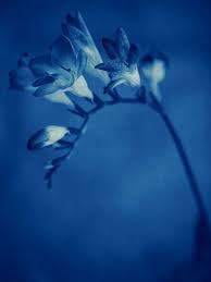 Stanford Photography Flora Photographica Blues 20150205 0023 Blues Blue Aesthetic Feeling Blue