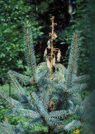 Climate change, drought, dying nature concept. Https Files Dnr State Mn Us Assistance Backyard Treecare Forest Health Whitesprucediagnosis Pdf
