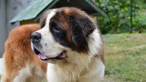 Cach or ros | 2.3b people have watched this. Como Aquecer A Casinha Do Cachorro Nos Dias Frios