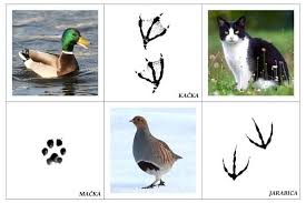 15977525 10208005477679102 4195872584787864659 N Jpg 720 479 Science And Nature Animals Kids