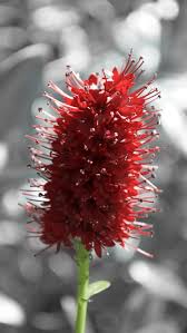 Maybe you would like to learn more about one of these? Plant Flowers Flower Red Fresh Wild Flower Wild Plant Thistle Australia Wildflower Nature Pikist