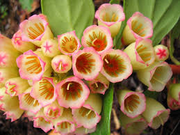 Check spelling or type a new query. Envirocentrico A Giant In The Highlands Of Costa Rica Costa Rica Planting Flowers Plants