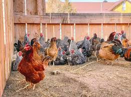 Broodiness can decrease egg production. Beginner S Guide To Raising Laying Hens The Prairie Homestead