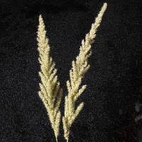 Image result for Enneapogon cenchroides