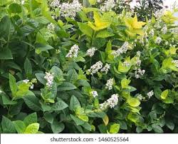 Image result for Eranthemum laxiflorum
