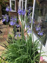 Image result for Agapanthus inapertus