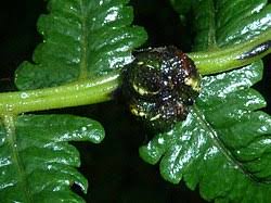 Image result for Pneumatopteris unita