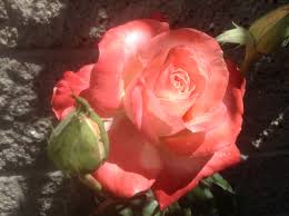 Brigadoon Rose Flowers Beautiful Flowers Rose