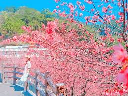 See more ideas about manhwa manga, anime, manhwa. 2021å…¨å°8å¤§è³žæ«»ç†±é»žä¸€æ¬¡æœç²‰è‰²é¢¨æš´æµªæ¼«ä¾†è¥² åå®¶ ä¸‰ç«‹æ–°èžç¶²setn Com