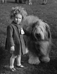 Black And White Old English Sheepdog Puppy Vintage Images Reveal Bizarre Nature Of Dog Shows 100 Years Ago Old English Sheepdog Vintage Dog Dog Show