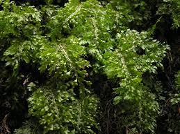 Image result for Hymenophyllum triangulare