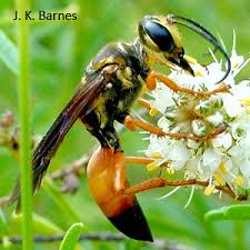 Once hatched, the wasp larvae will feed on the living, yet immobile, insect until they are developed enough to leave the. Golden Digger Wasp Great Golden Digger Arthropod Museum
