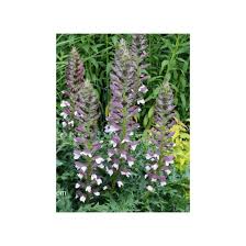 Image result for Caucanthus