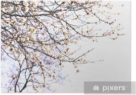 Takes from the flower diary: Blooming Apricot Tree Twigs In Spring Close Up Poster Pixers We Live To Change