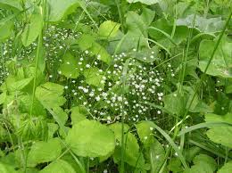 Image result for Stellaria sennii