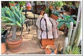 4k0.08florist replanting succulent on table, transplantation of cactus close up. Transplanting A Barrel Cactus From A Pot Into The Ground