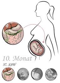 Frauen, die ihren muttermund abtasten, werden feststellen, dass der muttermund manchmal offen oder geschlossen ist. 37 Ssw 37 Schwangerschaftswoche Gewicht Baby Geburt
