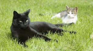 While cats of any age can become infected by roundworms, kittens, pregnant females, cats that hunt and older cats are particularly susceptible to roundworm infestation. Worms Your Cat Cat Care Perth Vetwest Vetwest Animal Hospitals