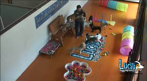 Maybe you would like to learn more about one of these? Lucy S Doggy Daycare And Spa Webcams In San Antonio
