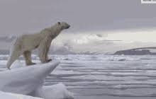 Check spelling or type a new query. Polar Bear Sliding On Ice Gifs Tenor