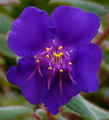 Image result for Mechowia grandiflora