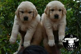 Golden retriever male dog for mating in ludhiana punjab golden retriever. Top Most Quality Golden Retriever Puppies For Sale In Bangalore Bangalore Zamroo