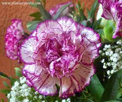El Clavel Flor Nacional De Espana Flower Seeds Carnation Plants Dianthus Caryophyllus
