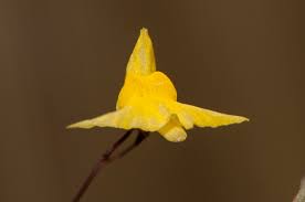 Image result for Utricularia subulata