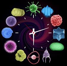 Discografia, brani top e playlist. Time Machine Biology Cross Timescale Integration Of Ecology Evolution And Oceanography Oceanography