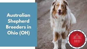 Rescues are also welcome to post their dogs for adoption. 5 Australian Shepherd Breeders In Ohio Oh Australian Shepherd Puppies For Sale Animalfate