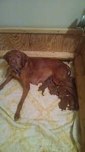 Find the perfect puppy for sale in cleveland, ohio at next day pets. Linden S Vizslas Home Facebook