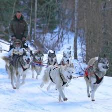 La première guerre mondiale et du développement de nouvelles courses de chiens de traîneau en amérique du nord, cette course cessa d'être organisée. Balade En Chiens De Traineau Dans Les Pyrenees Catalanes