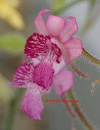 Image result for Brachycorythis velutina