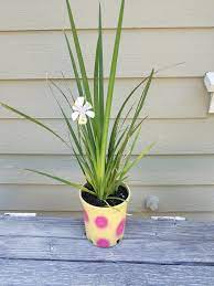 Shop for plants with white flower online at target. 7728 Evergreen Spiky Plant With Pretty Flowers Sometimes Jennijunk