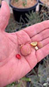 Image result for Adenia repanda